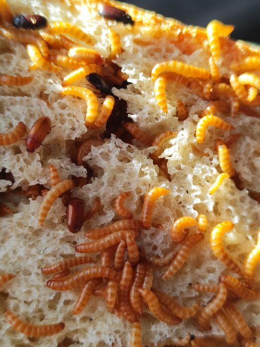 Жук знахарь / мини мучник, кормовая культура