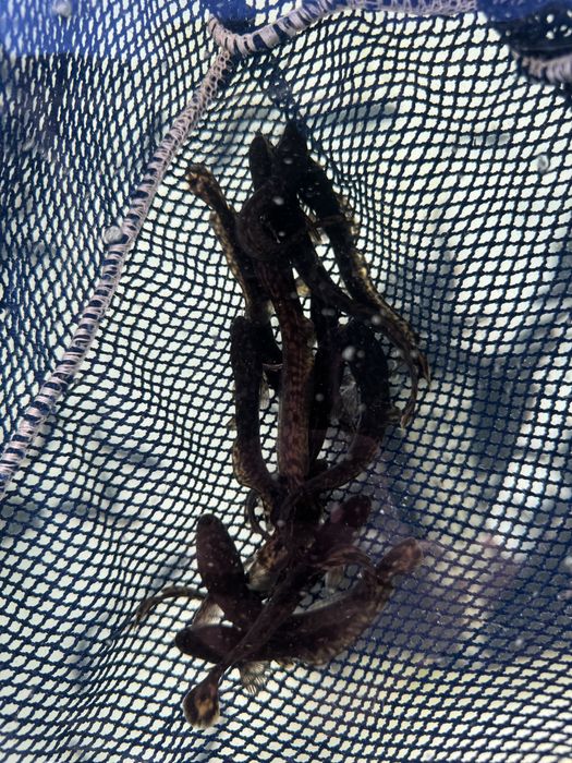 Miętus miętusy narybek miętusa dowóz