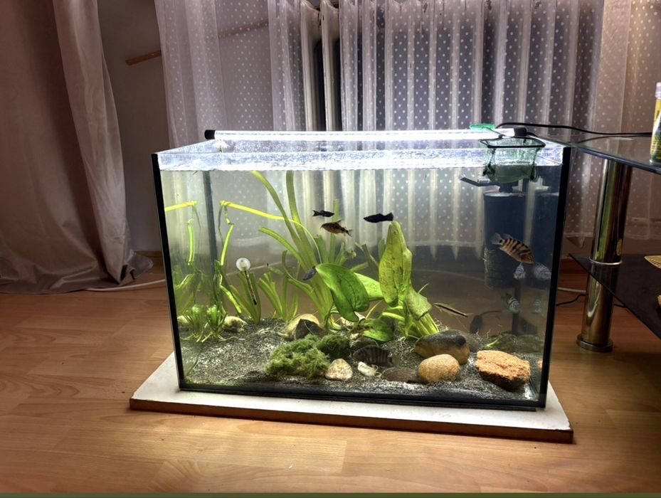 Akwarium z lampa i filtrem
