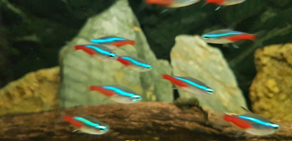 Neon Innesa - rybka ławicowa