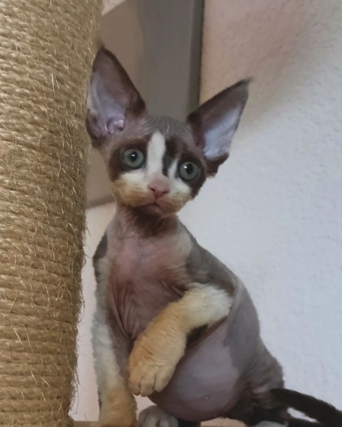 Kocurek Devon Rex