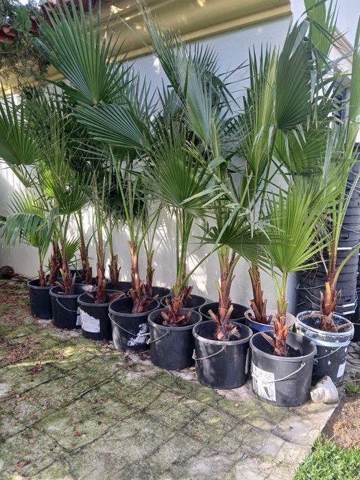 Palmeira Washington Robusta , cerca 2m