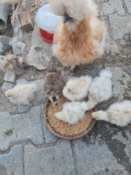 Pintos Sedosa do Japão Urgente