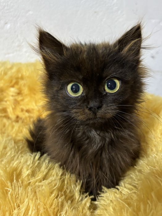 Кошеня в добрі руки