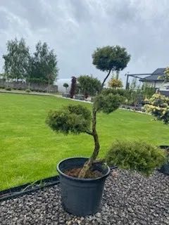 BONSAI - Formowane krzewy ozdobne / Wysoka jakość!