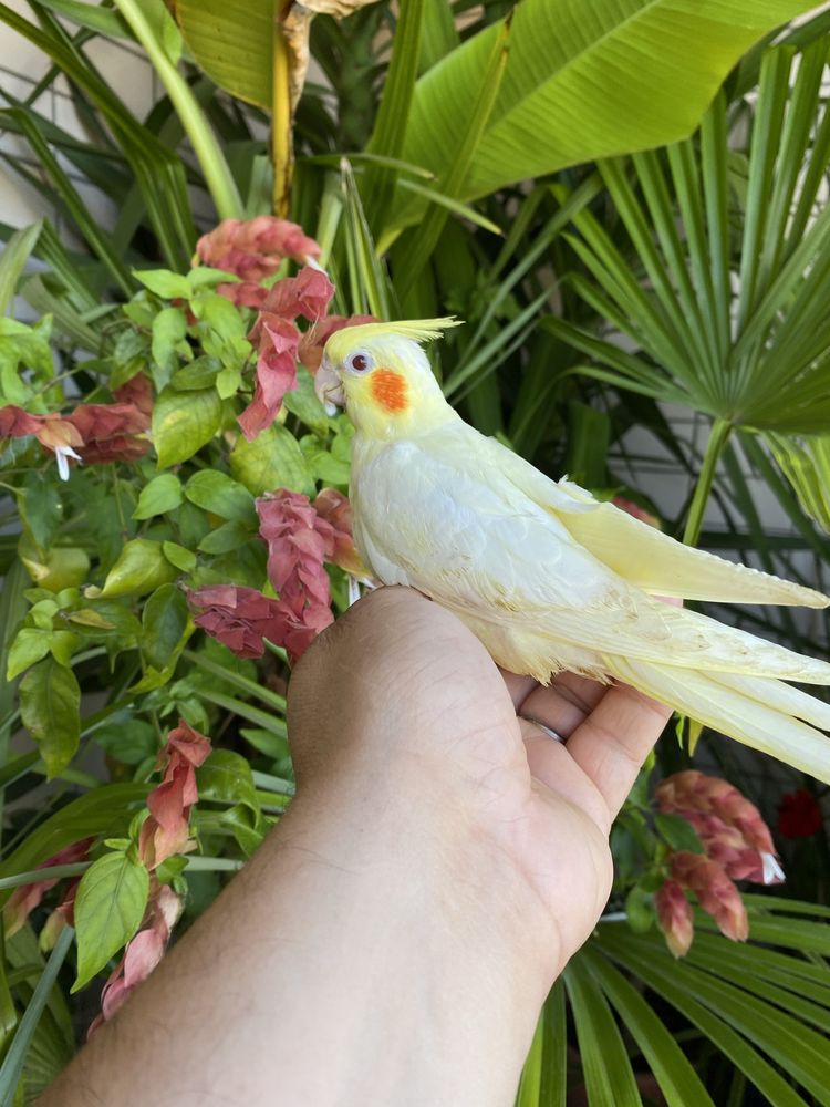 Caturra domesticada amarela com face vermelha