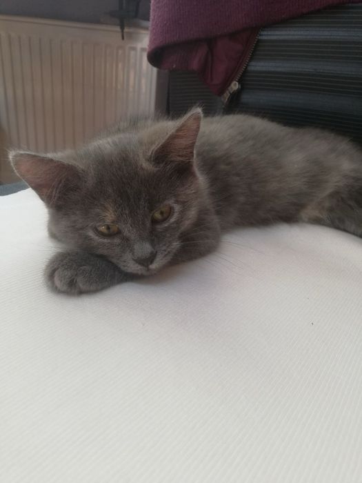 В хороші руки кошенята