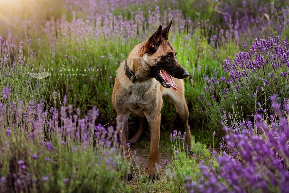 owczarek belgijski -malinois fci