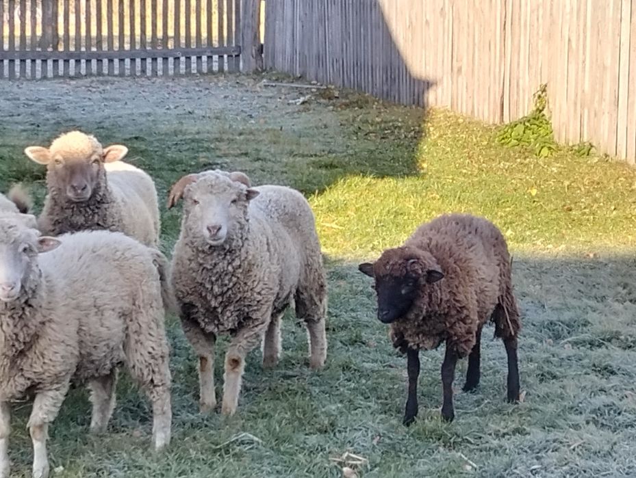 Продам молодого  барана 10 місяців