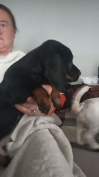 Jamnik piesek czarno podpalany