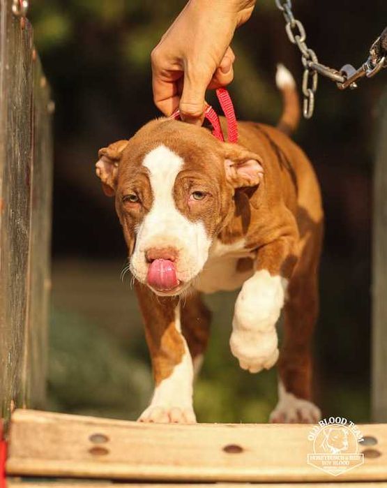 Pit Bull Red Boy- jedyne w Europie import USA