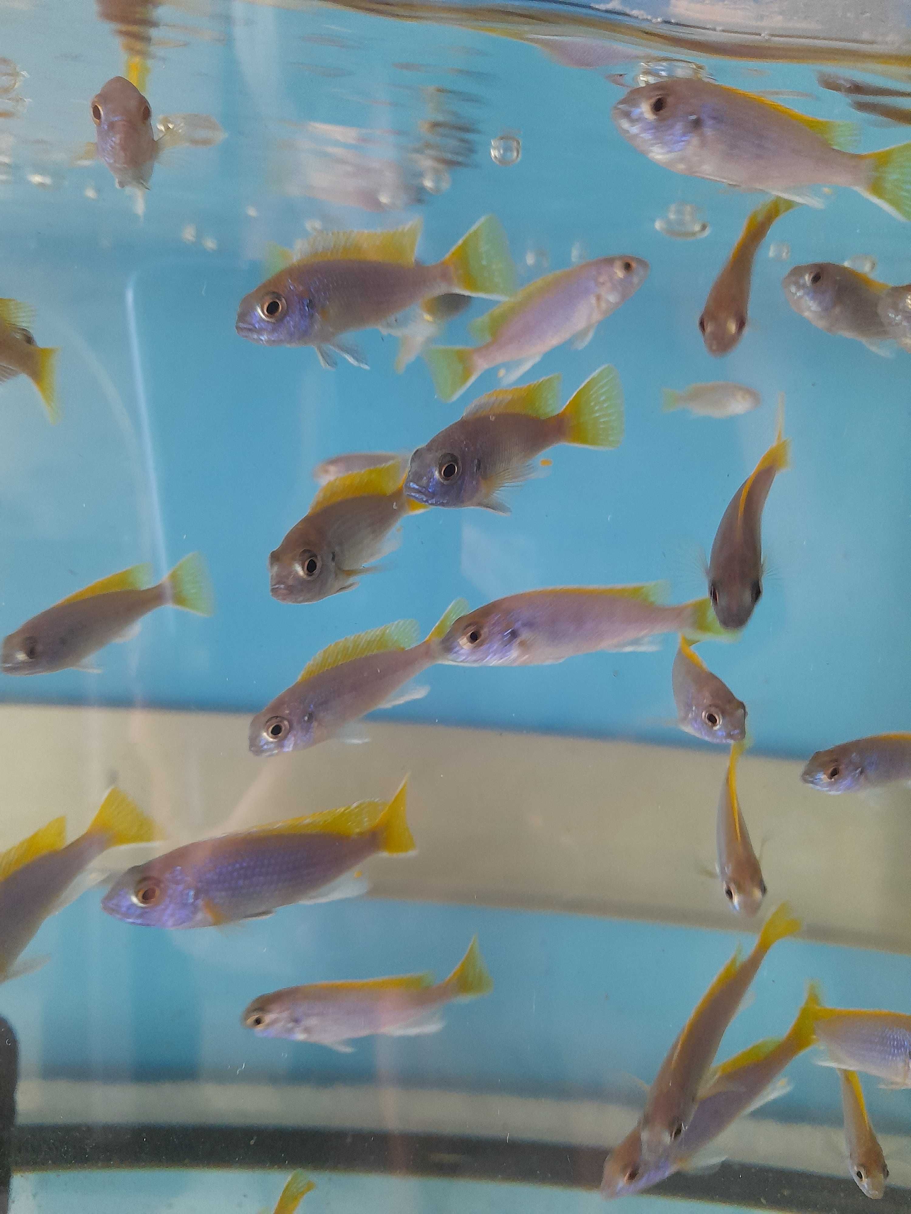 Pyszczaki Pseudotropheus Acei Luwala