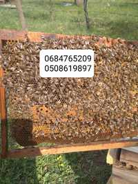 бджолопакети продам