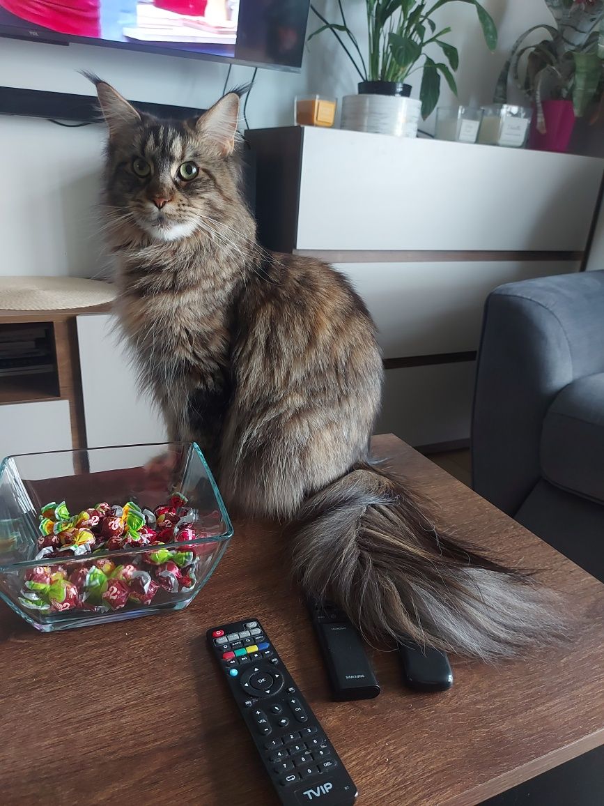 Maine coon kocurek rudy pręgowany z bialym