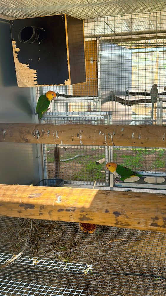 Ring Neck, aratingas, marianinhas, loris…