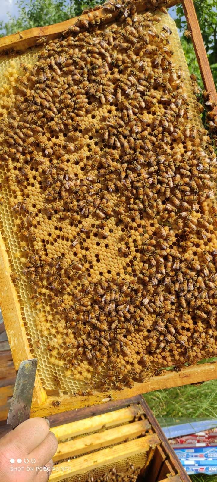Американський Кордован Ф1 (бджоломатки, пчеломатки)