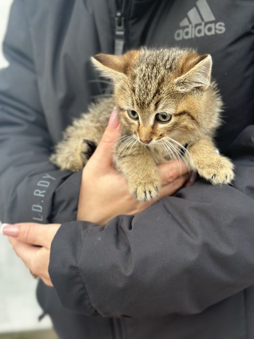 Кошеня (хлопчик)