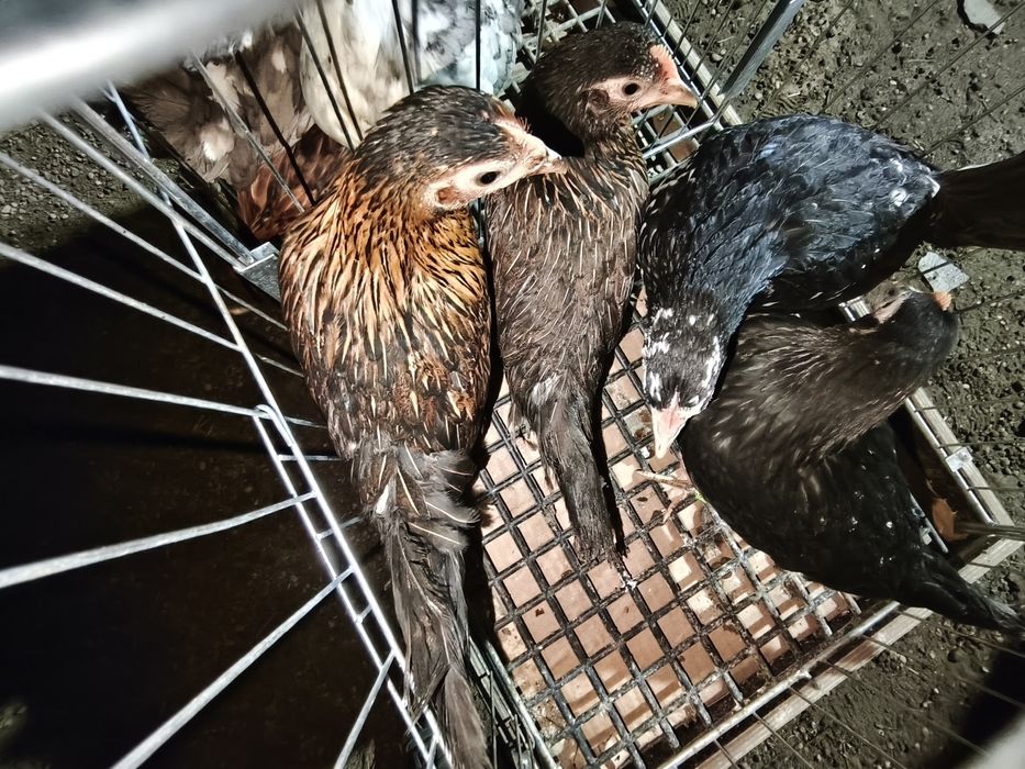 Liliputki Kurczęta 10 tygodniowe