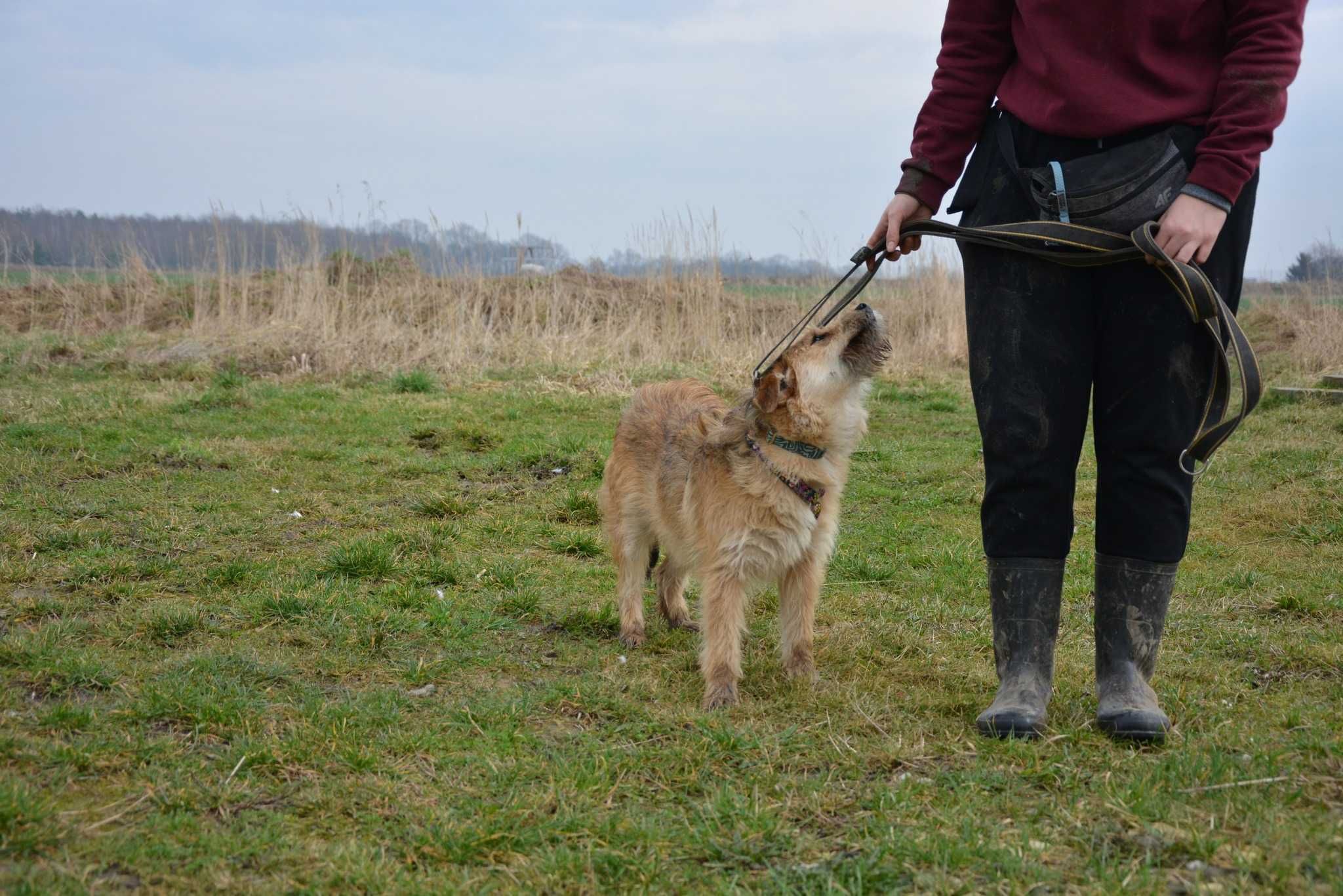 Bruno młodziutki psiak szuka nowego domu ADOPCJA