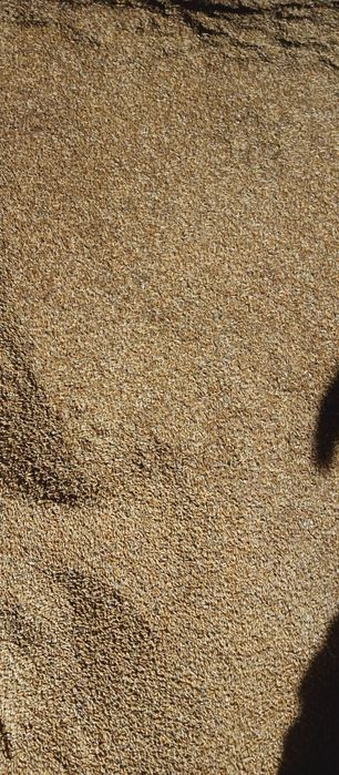 Pszenżyto ozime ( możliwość poworkowania)