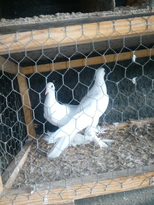 Gołębie.    .    .