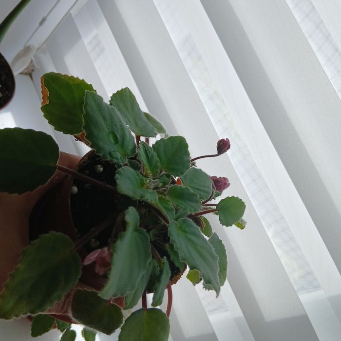 Фіалки   сортові