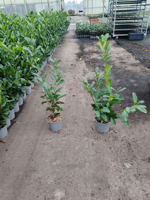 Laurowiśnia CAUCASICA 70 CM Doniczka c2 piękne