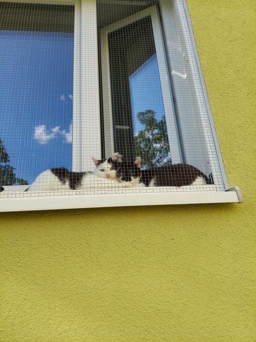 Kotka cudowna, młoda, gaduła