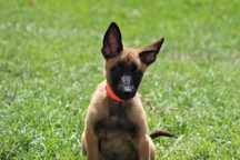 Pastor Belga Malinois