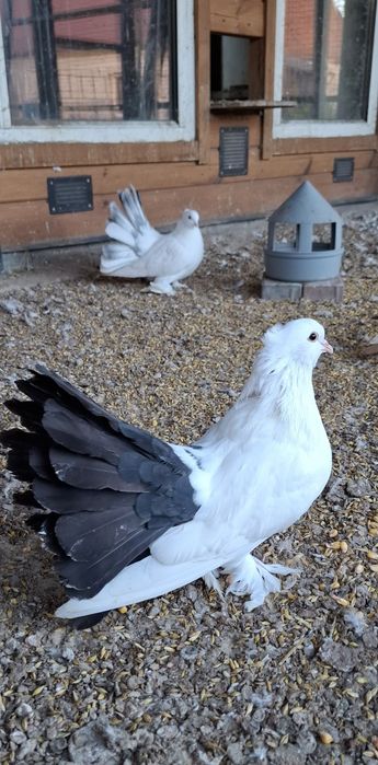 Gołębie ozdobne.