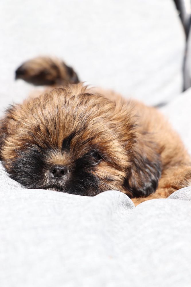 Piękny piesek shih tzu! Gotowy do odbioru!