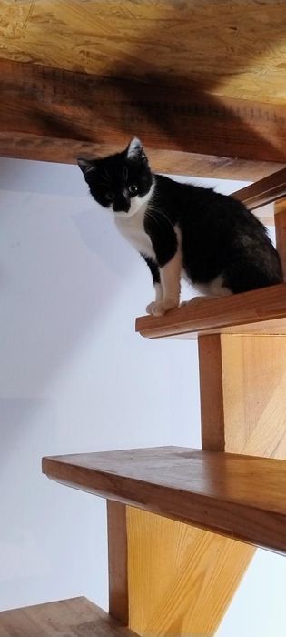 Trzy kotki do zabrania