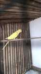 Ring neck amarelo 2024