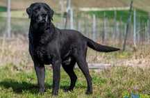 DOLARS - miły, kontaktowy psiak w typie rasy labrador
