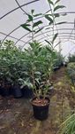 Laurowiśnia XXL OLBRZYMIA SADZONKA 150 cm pojemnik szkółka Rzgów