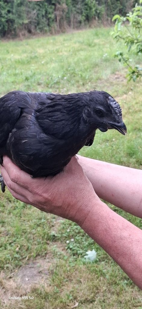 Kury ayam cemani