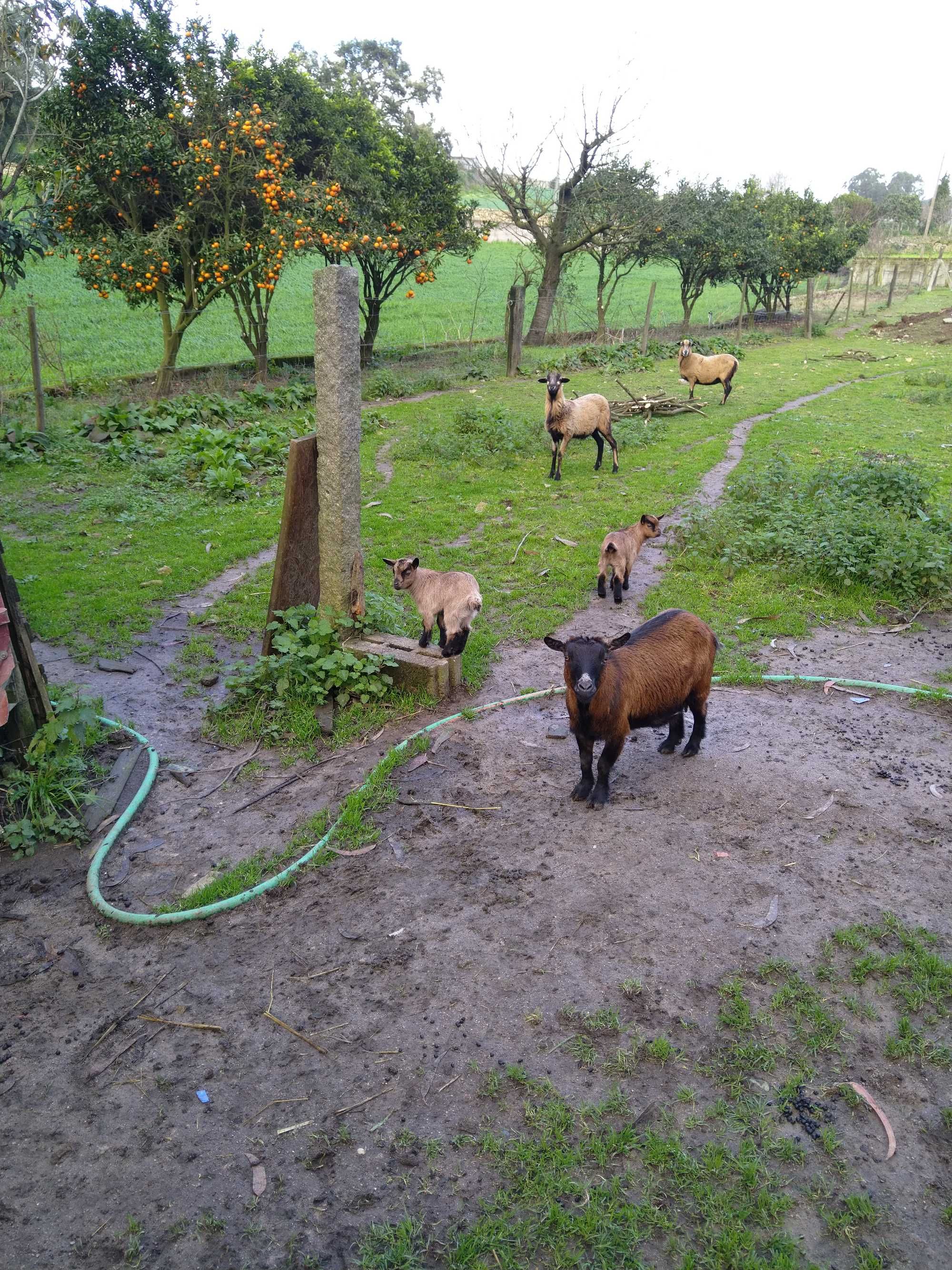 Cabras anãs machos