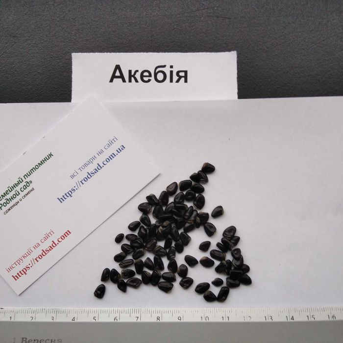 Акебія насіння (10 шт) шоколадна ліана семена акебия шоколадная