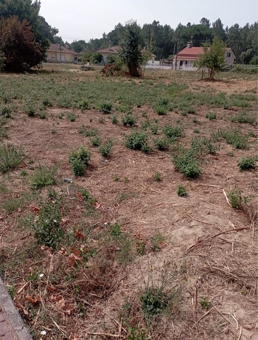 2 Terrenos em Cabanas de Viriato - Quinta do Fojo