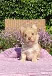 Chocolate Yorkshire Terrier, Złota czekolada