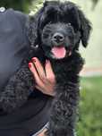 Black Bernedoodle berneński pies pasterski