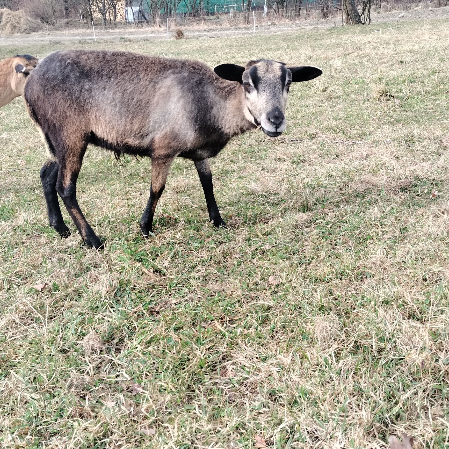 Owca kameruńska młoda