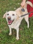 PIĘKNY, KOCHANY, spokojny w typie labradora - rozpacza w schronisku