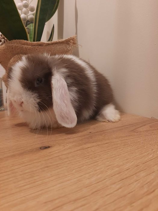 Króliki baranek miniaturka karzełek mini lop
