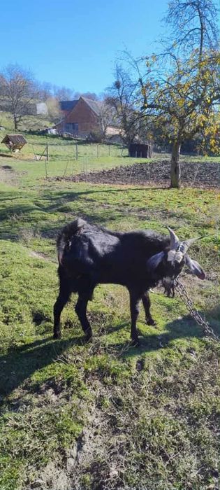 2 kozy saaneńskie + 1 cap