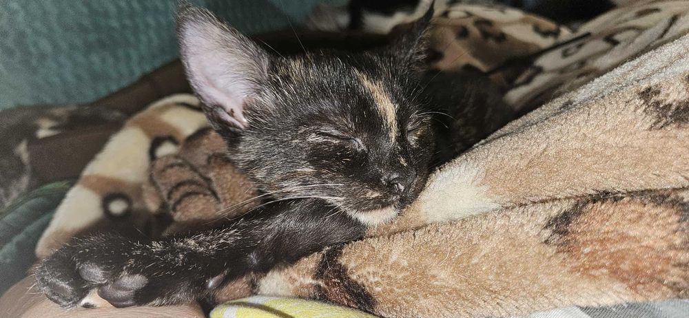 Cudowne Fauna i Flora polecają się do adopcji.