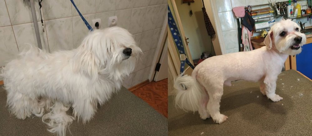 Стрижка собак, котов, животных всех пород, грумер со стажем