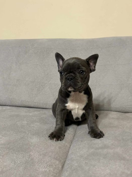 Buldog Francuski suczka niebieska COCO rodowód