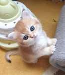 Gatinho British shorthair