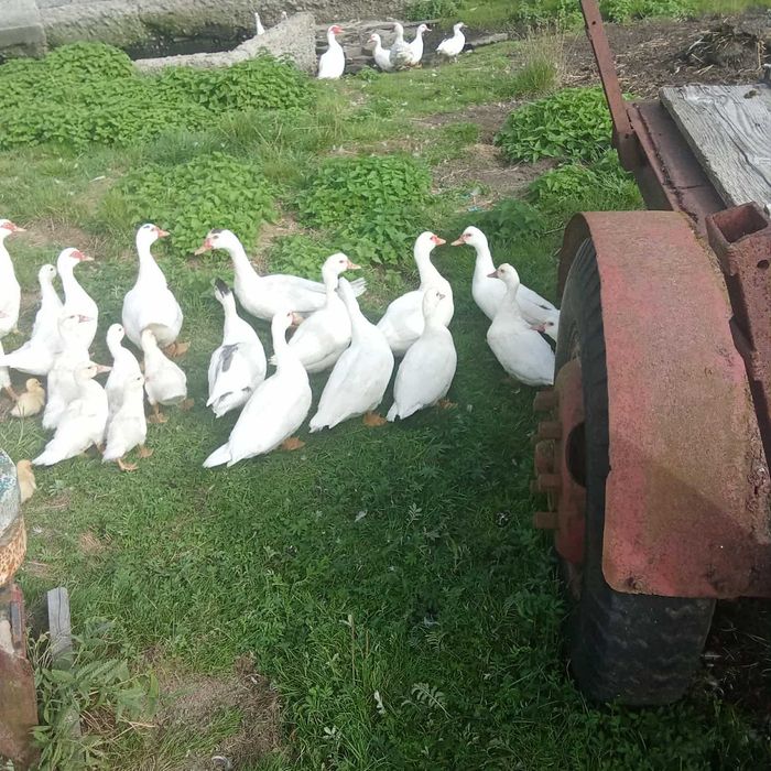 Sprzedam młode kaczki piżmowe białe